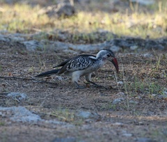 Tockus damarensis