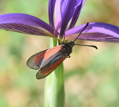 Zygaena purpuralis