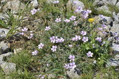 Erodium foetidum