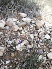 Jamesbrittenia microphylla