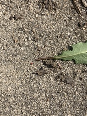 Balaustium barloventensis