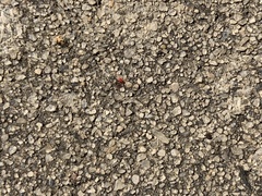 Balaustium barloventensis