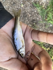 Hesperoleucus venustus