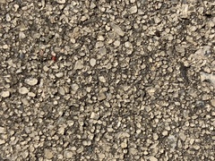 Balaustium barloventensis