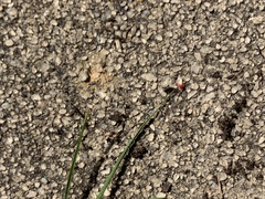 Balaustium barloventensis