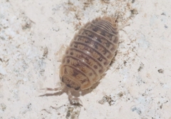 Agabiformius lentus