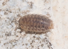 Agabiformius lentus