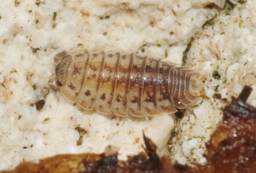 Agabiformius lentus