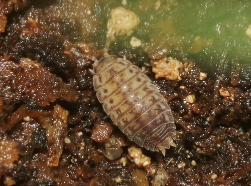 Agabiformius lentus