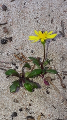 Senecio transiens