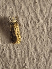Endrosis sarcitrella