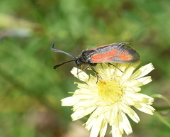 Zygaena punctum
