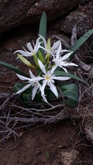 Pancratium illyricum