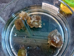 Molgula occidentalis