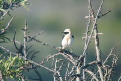 Oenanthe hispanica