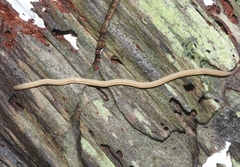 Geonemertes pelaensis
