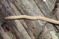 Geonemertes pelaensis