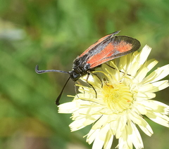 Zygaena punctum