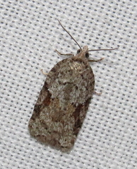 Acleris cornana