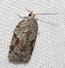 Acleris cornana