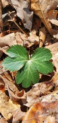 Sanicula smallii