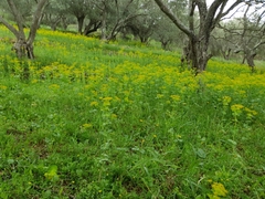 Smyrnium perfoliatum perfoliatum
