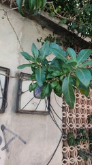 Dunalia brachyacantha