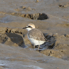 Charadrius leschenaultii columbinus