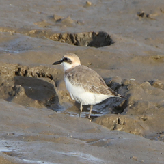 Charadrius leschenaultii columbinus