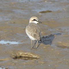 Charadrius leschenaultii columbinus