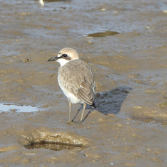 Charadrius leschenaultii columbinus