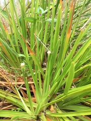 Eriocaulon decangulare image