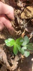 Sanicula smallii