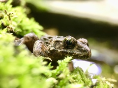 Glandirana rugosa