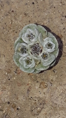 Filago tyrrhenica