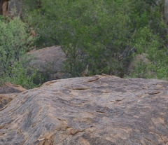 Pternistis hartlaubi