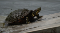 Trachemys scripta elegans