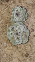 Filago tyrrhenica