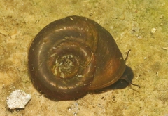 Menetus dilatatus