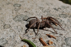 Alopecosa inquilina