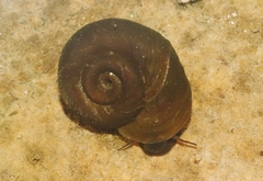 Menetus dilatatus