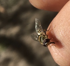 Lapposyrphus