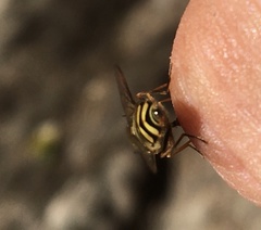Lapposyrphus