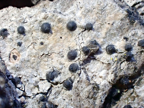 Navicella observed 2022-04-20
