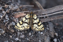 Eurranthis plummistaria