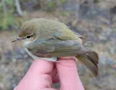Phylloscopus collybita abietinus