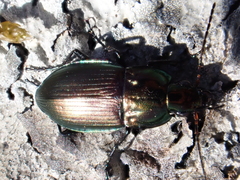 Poecilus versicolor