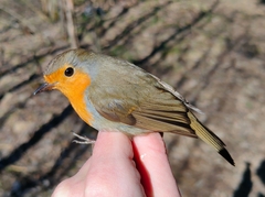 Erithacus rubecula rubecula