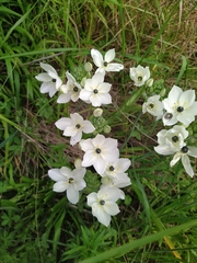 Ornithogalum arabicum