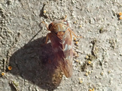 Tremulicerus vitreus